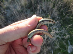 Plestiodon skiltonianus skiltonianus