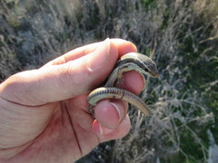 Plestiodon skiltonianus skiltonianus