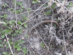 Plestiodon skiltonianus skiltonianus