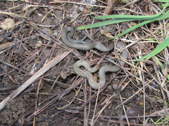 Diadophis punctatus similis