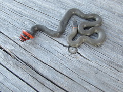 Diadophis punctatus similis
