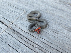 Diadophis punctatus similis