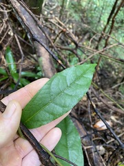 Aristolochia praevenosa