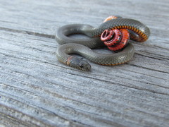Diadophis punctatus similis