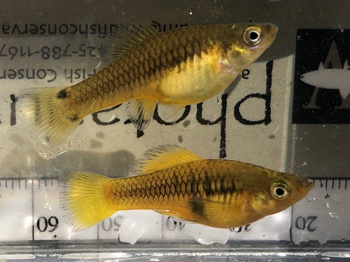 Sunset platy (Xiphophorus variatus) — Poeciliidae — 4