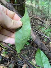 Aristolochia praevenosa