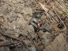 Diadophis punctatus similis