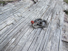 Diadophis punctatus similis