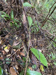 Aristolochia praevenosa