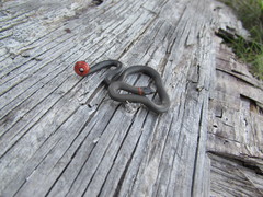 Diadophis punctatus similis