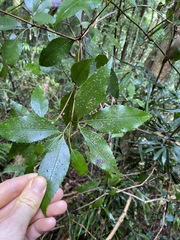 Pseudoweinmannia lachnocarpa