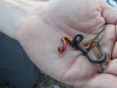Diadophis punctatus similis