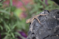 Sceloporus grammicus microlepidotus
