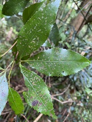 Pseudoweinmannia lachnocarpa