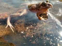 Eupsophus vertebralis