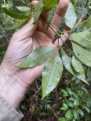 Pseudoweinmannia lachnocarpa