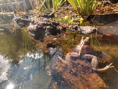 Eupsophus vertebralis