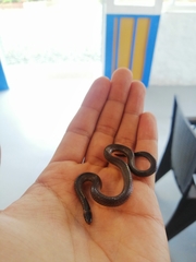 Atractus lehmanni