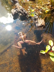 Eupsophus vertebralis