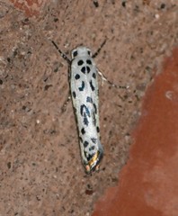 Ethmia bittenella