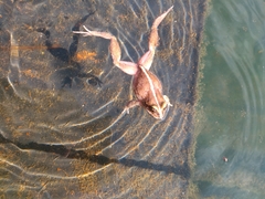 Eupsophus vertebralis