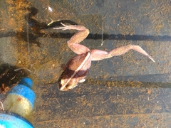 Eupsophus vertebralis