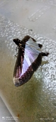 Diaphania hyalinata