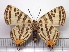Cigaritis takanonis