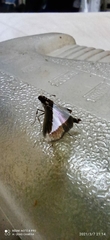 Diaphania hyalinata