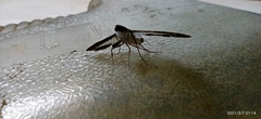 Diaphania hyalinata