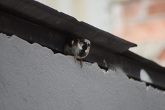 Passer domesticus