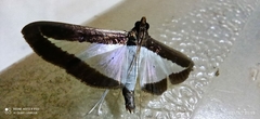 Diaphania hyalinata