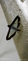 Diaphania hyalinata