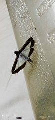 Diaphania hyalinata