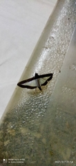 Diaphania hyalinata