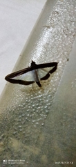 Diaphania hyalinata