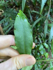 Melodinus