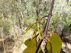 Amyema miquelii