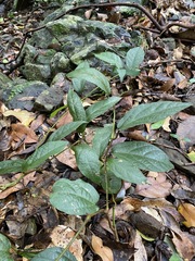 Aristolochia praevenosa