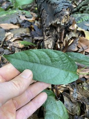 Aristolochia praevenosa