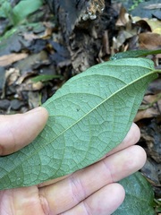 Aristolochia praevenosa