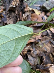 Aristolochia praevenosa