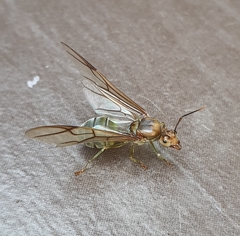 Oecophylla smaragdina