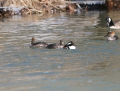 Lophodytes cucullatus