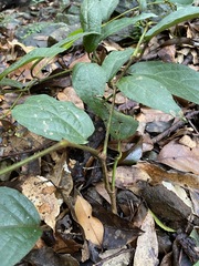 Aristolochia praevenosa