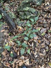 Aristolochia praevenosa