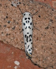 Ethmia bittenella