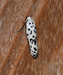 Ethmia bittenella