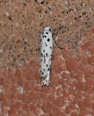 Ethmia bittenella