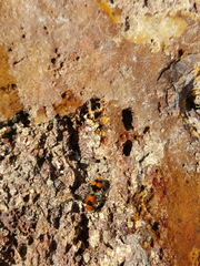 Dasymutilla munifica